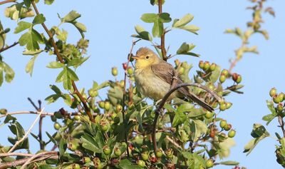 Orpheusspotvogel (Melodious Warbler)