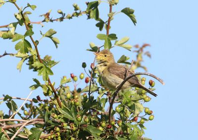 Orpheusspotvogel (Melodious Warbler)