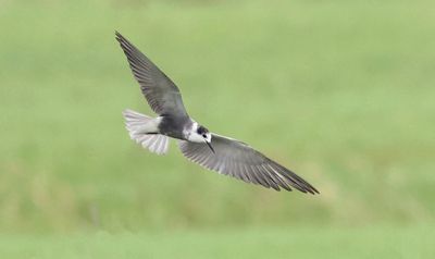 Zwarte Stern (Black Tern)