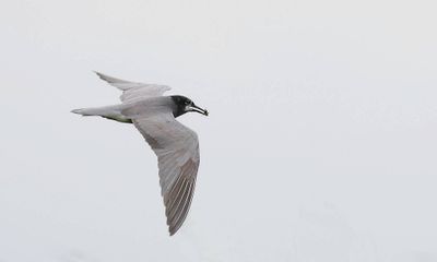 Zwarte Stern (Black Tern)