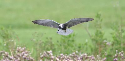 Zwarte Stern (Black Tern)