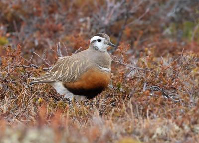 Finland, Lapland & Varanger 2025