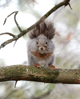 Eekhoorn (Red Squirrel)