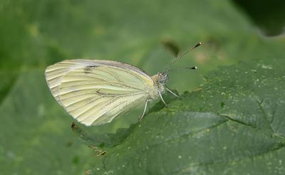 Klein Geaderd Witje (Pieris napi) - Green-veined White