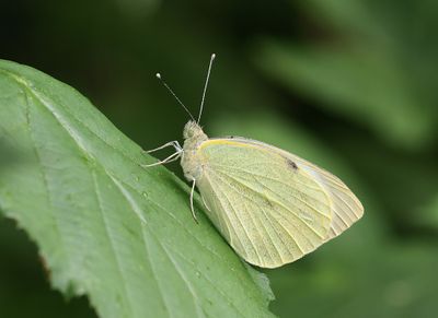 Groot Koolwitje (Pieris brassicae) - Large White