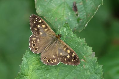 Bont zandoogje (Pararge aegeria) - Speckled wood