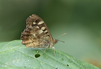 Bont zandoogje (Pararge aegeria) - Speckled wood
