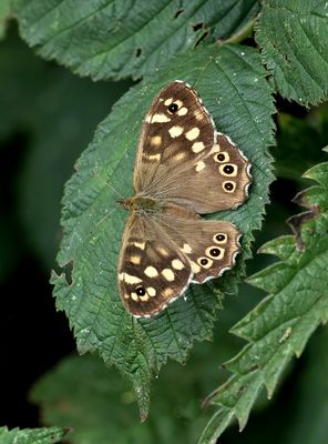 Bont zandoogje (Pararge aegeria) - Speckled wood