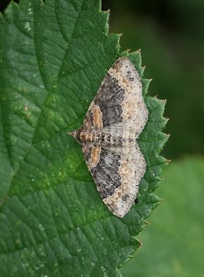 Vierbandspanner (Xanthorhoe ferrugata) - Dark-barred Twin-spot Carpet