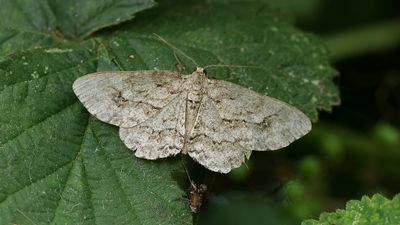 Vlinders (Butterflies)
