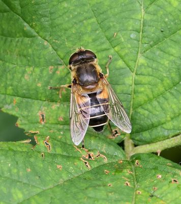Puntbijvlieg (Eristalis nemorum)