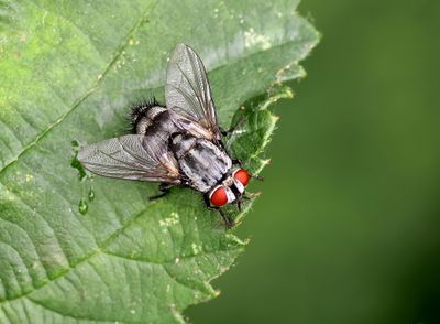 Dambordvlieg (Sarcophaga carnaria) - Common Flesh Fly