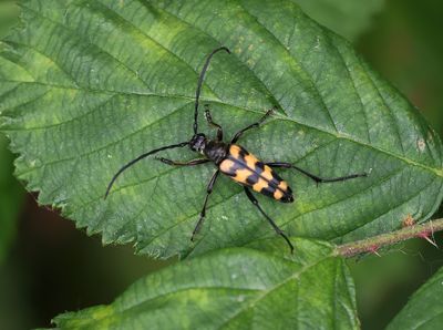 Vierbandsmalbok (Leptura quadrifasciata) - Longhorn Beetle