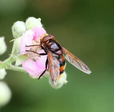 Stadsreus (Volucella zonaria) - Hornet Mimic Hoverfly