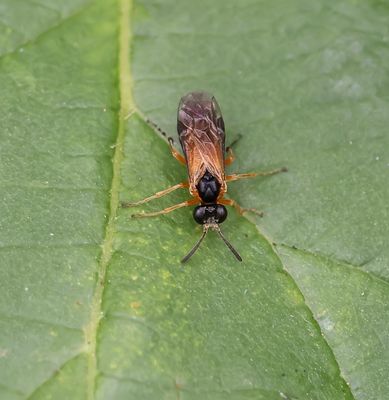 Insekten (Insects )