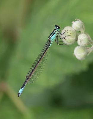 Lantaarntje (Ischnura elegans) - Blue-tailed damselfly