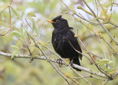 Merel (Common Blackbird)