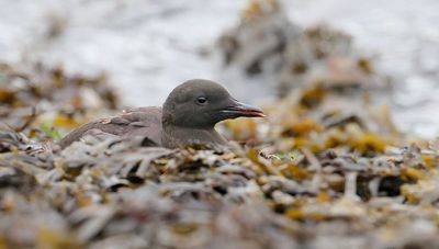 Zwarte Zeekoet (Black Guillemot)