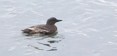 Zwarte Zeekoet (Black Guillemot)