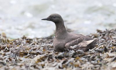 Zwarte Zeekoet (Black Guillemot)