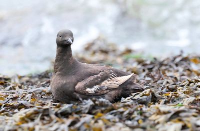 Zwarte Zeekoet (Black Guillemot)