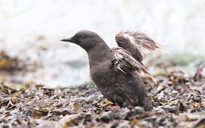 Zwarte Zeekoet (Black Guillemot)