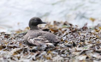 Zwarte Zeekoet (Black Guillemot)