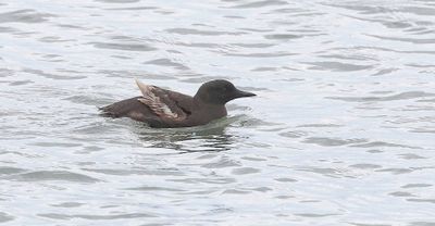 Zwarte Zeekoet (Black Guillemot)