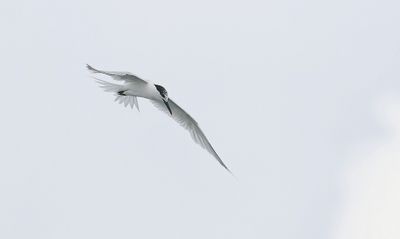 Grote Stern (Sandwich Tern)