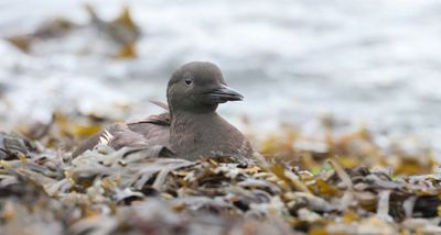 Zwarte Zeekoet (Black Guillemot)