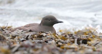 Zwarte Zeekoet (Black Guillemot)