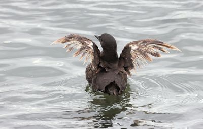 Zwarte Zeekoet (Black Guillemot)