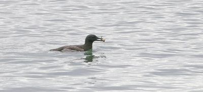 Zwarte Zeekoet (Black Guillemot)