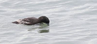Zwarte Zeekoet (Black Guillemot)