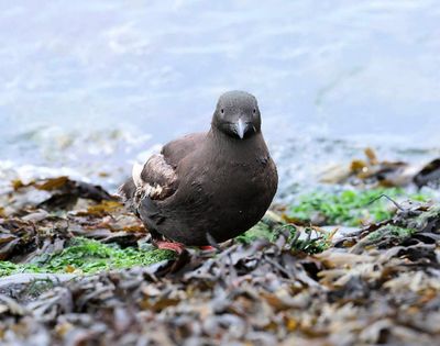 Zwarte Zeekoet (Black Guillemot)
