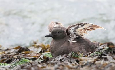 Zwarte Zeekoet (Black Guillemot)