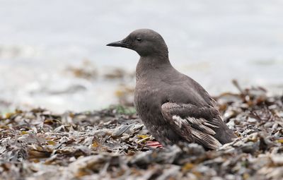 Zwarte Zeekoet (Black Guillemot)