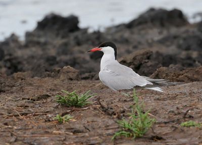 Visdief (Common Tern)