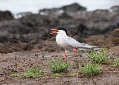Visdief (Common Tern)