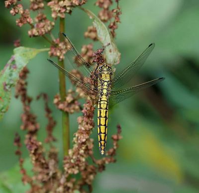 Gewone Oeverlibel (Orthetrum cancellatum) - Black-tailed Skimmer