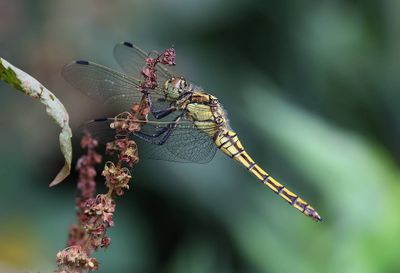 Gewone Oeverlibel (Orthetrum cancellatum) - Black-tailed Skimmer