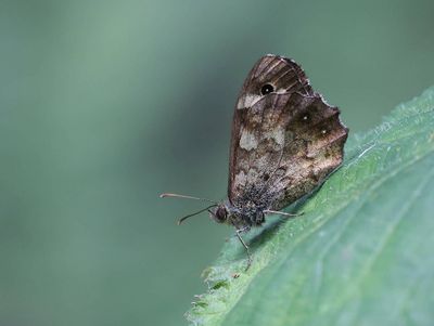Bont zandoogje (Pararge aegeria) - Speckled wood