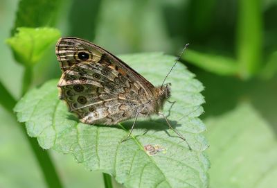 Argusvlinder (Lasiommata megera) - Wall Brown
