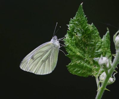 Klein Geaderd Witje (Pieris napi) - Green-veined White
