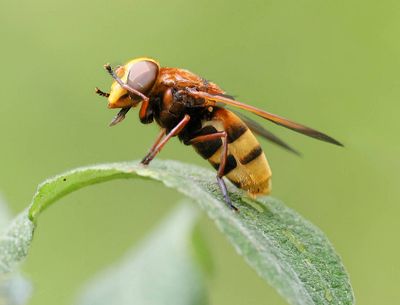 Stadsreus (Volucella zonaria) - Hornet Mimic Hoverfly