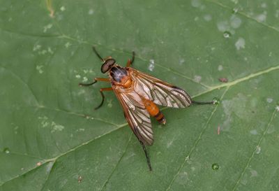 Ongevlekte Snipvlieg (Rhagio immaculatus)