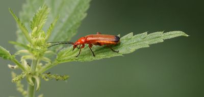 Kleine Rode Weekschildkever (Rhagonycha fulva) - Common Red Soldier Beetle