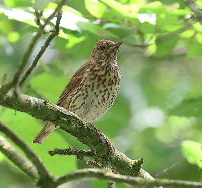 Zanglijster (Song Thrush)