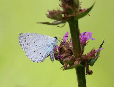 Boomblauwtje (Celastrina argiolus) - Holly Blue