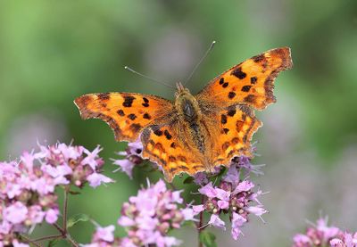 Gehakkelde Aurelia (Polygonia c-album) - Comma